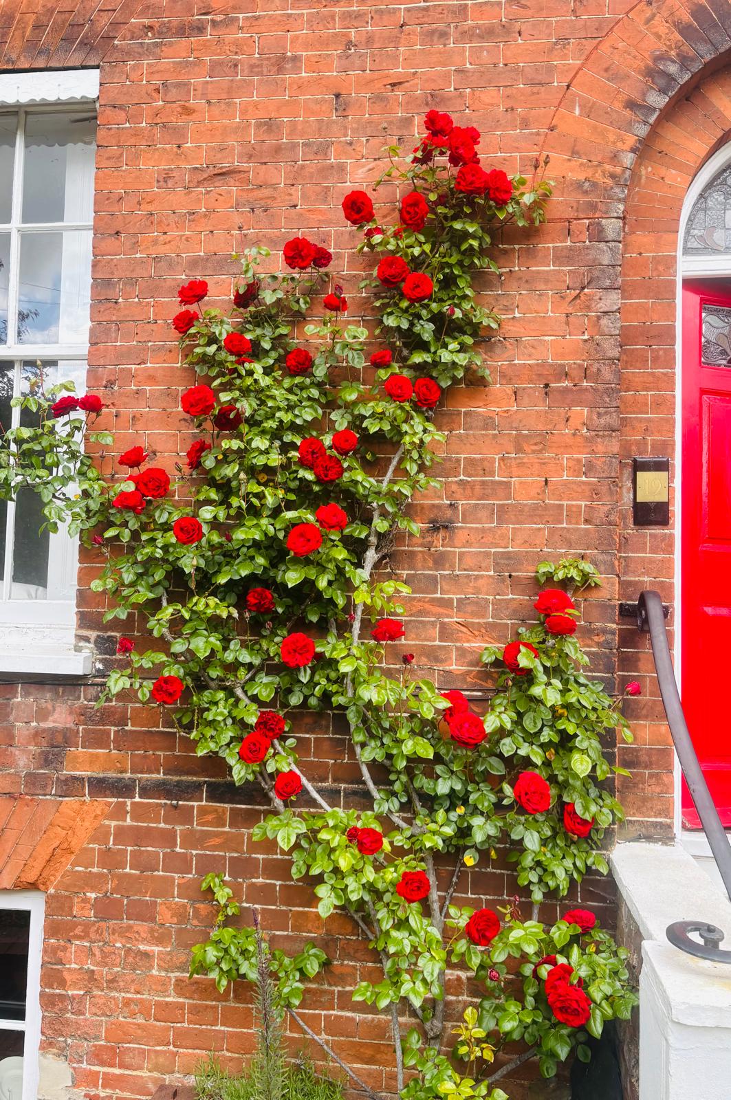 Roses in a garden tended by The City Gardener